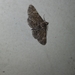 Geometridae