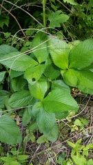 Potentilla freyniana