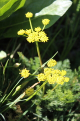 Lomatium dissectum