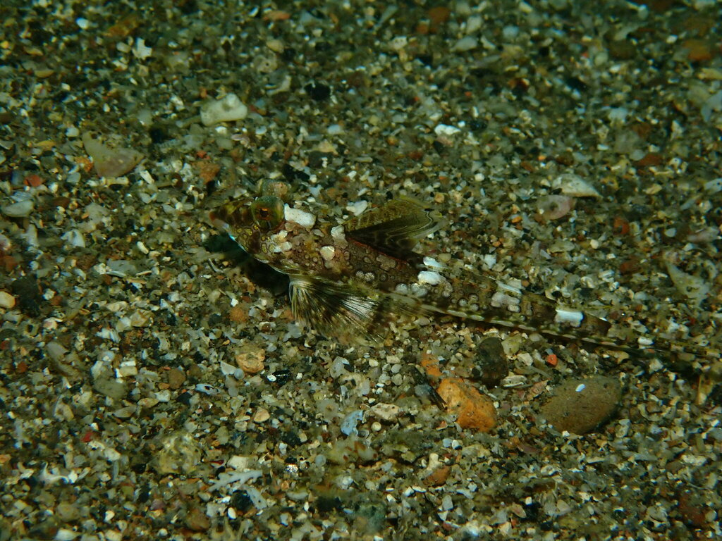 Izu Dragonet