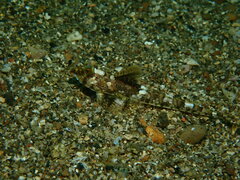 Izu Dragonet photo 1