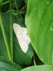 Scopula nigropunctata