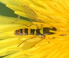 Sphaerophoria philanthus