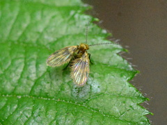 Trichomyia urbica