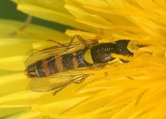 Sphaerophoria philanthus