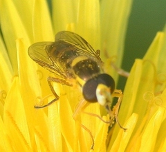 Sphaerophoria philanthus