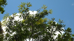 Manilkara longifolia