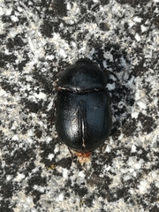 Pentodon bidens punctatus