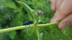 Chrysochus chinensis