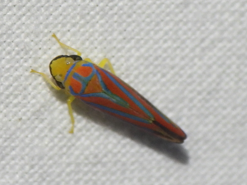 Red-banded leafhopper
