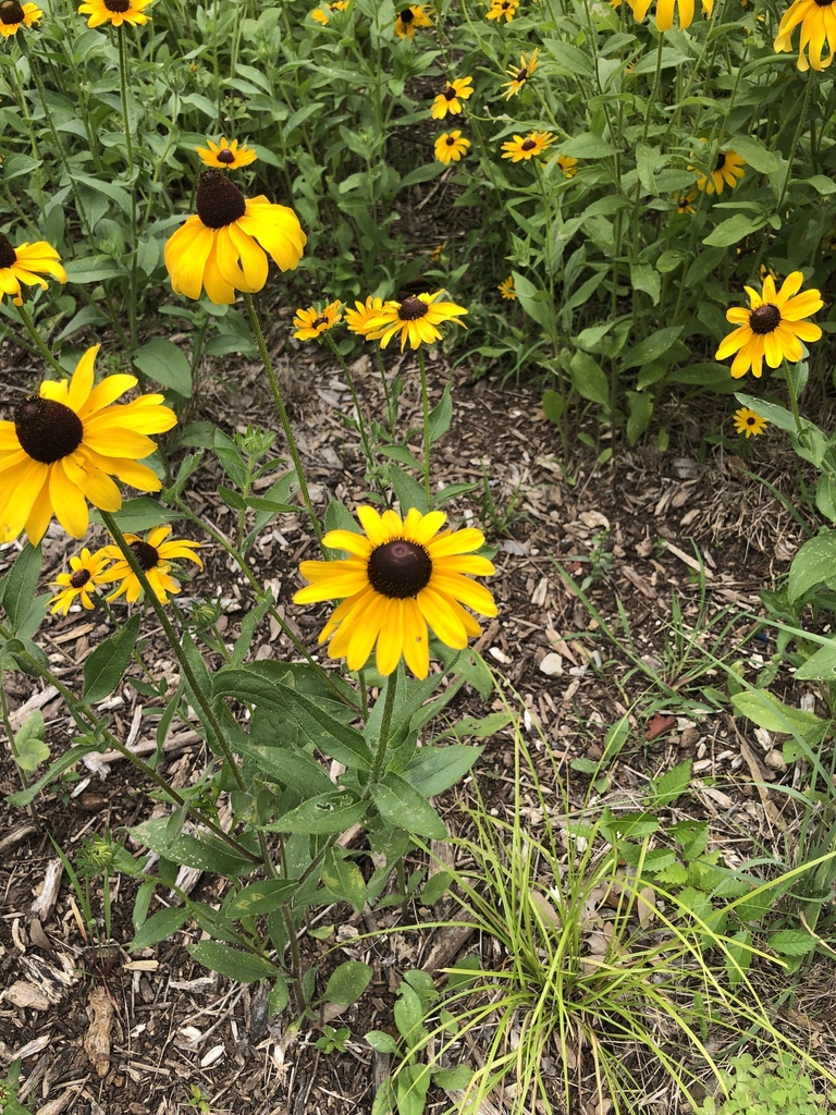 blackeyed Susans and coneflowers from Fort Worth Botanic Garden, Fort