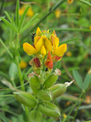 Crotalaria goreensis