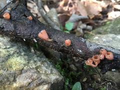 Microstoma floccosum