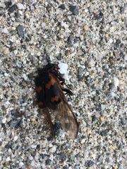 Nicrophorus sayi