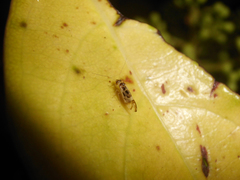 Graphopsocus