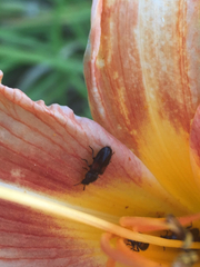 Divales bipustulatus