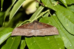 Ischyja