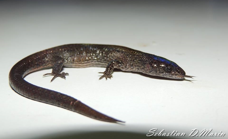 Colombian Lightbulb Lizard