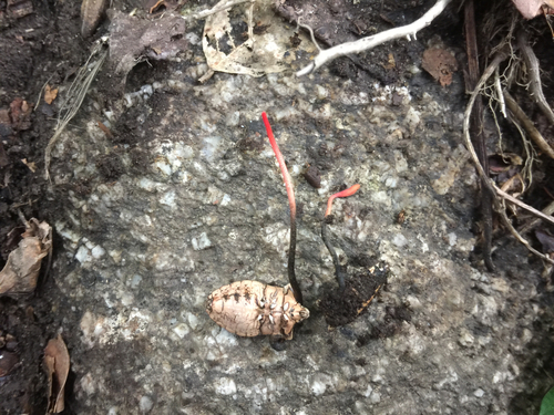 Ophiocordyceps nutans