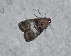 Pococera euphemella