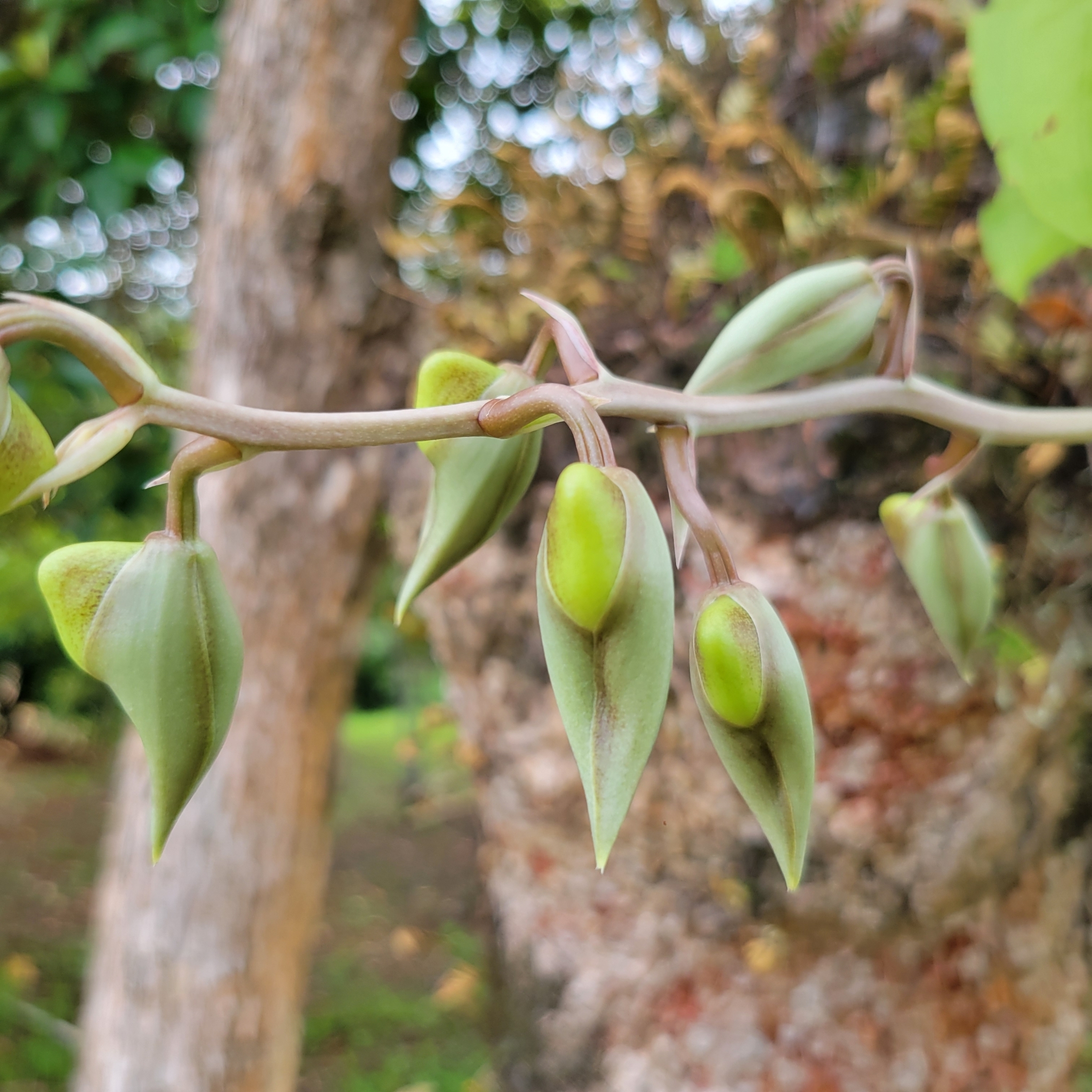 Imagem de Orquídea-cara-de-macaco