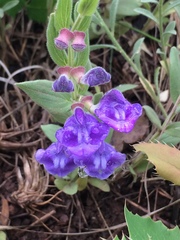 Scutellaria brittonii