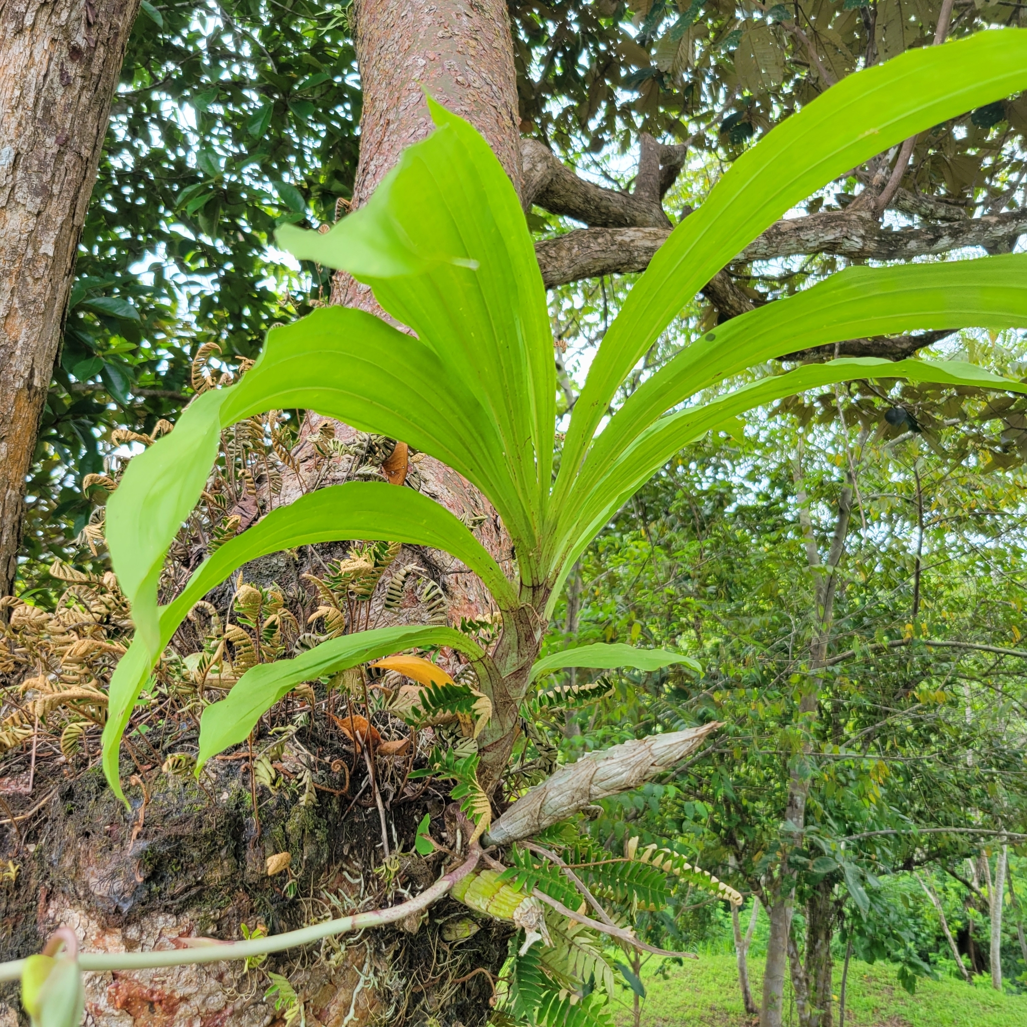 Imagem de Orquídea-cara-de-macaco