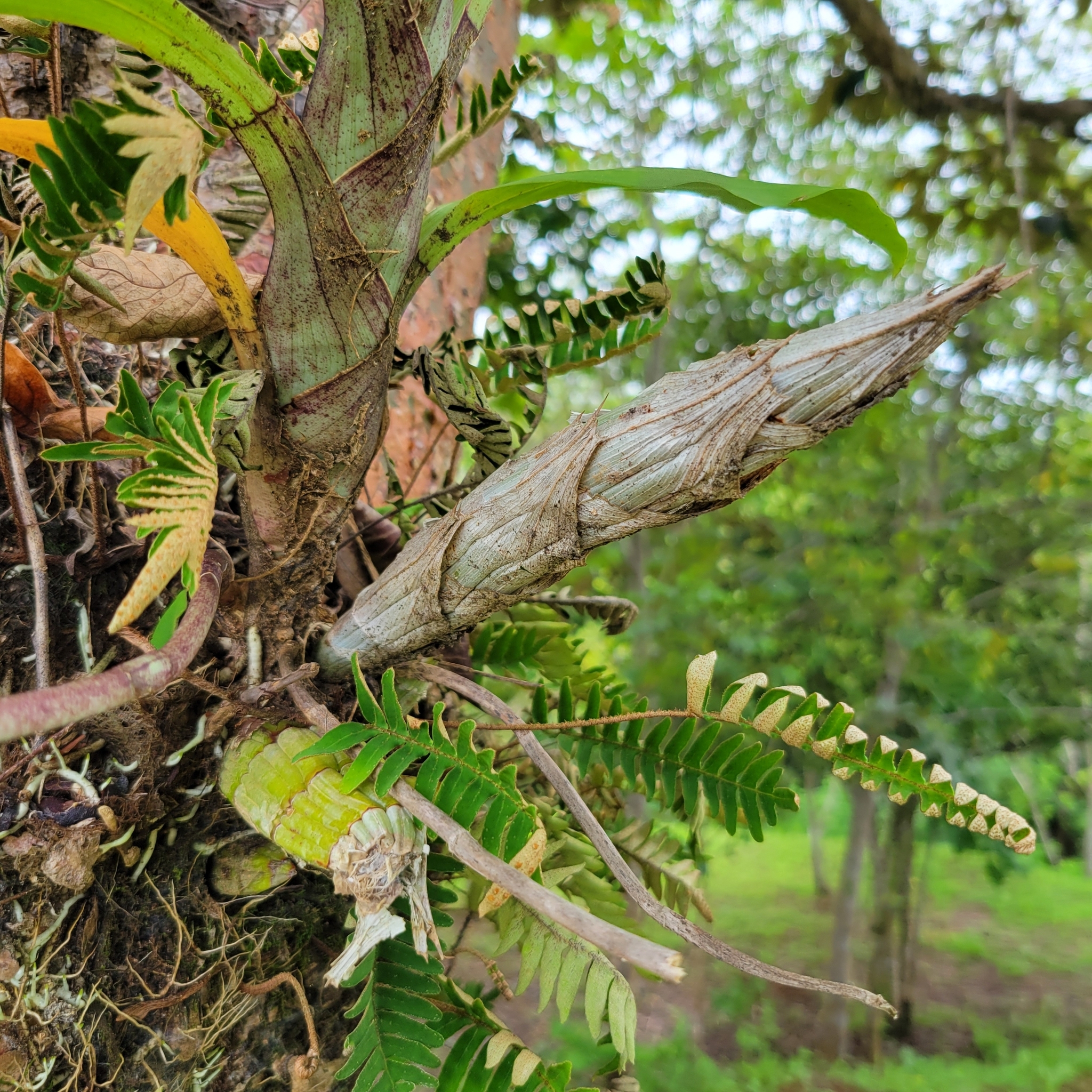 Imagem de Orquídea-cara-de-macaco