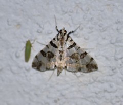 Conchylodes salamisalis