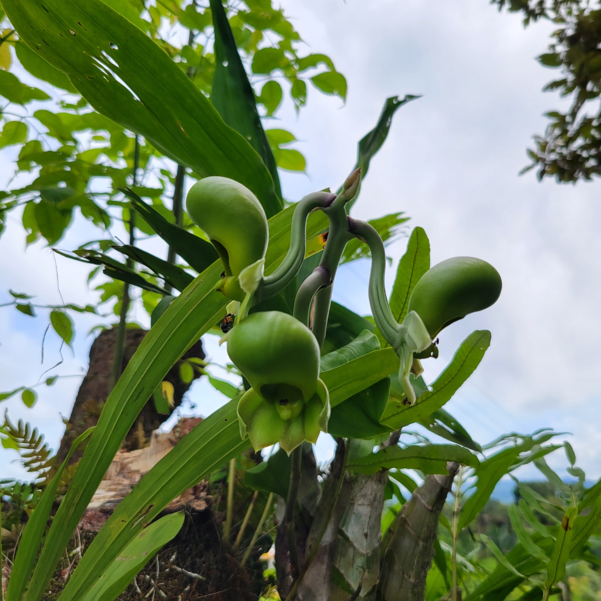Imagem de Orquídea-cara-de-macaco