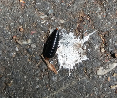 Dendroxena quadrimaculata