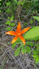 Lilium tsingtauense