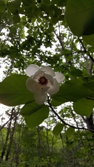 Magnolia sieboldii
