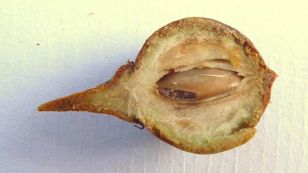 Manilkara longifolia