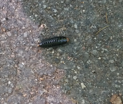 Dendroxena quadrimaculata