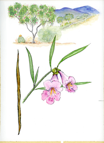 desert willow