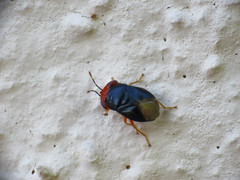 Geocoris erythrocephalus