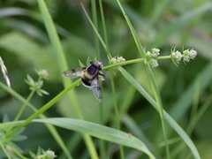 Volucella bombylans