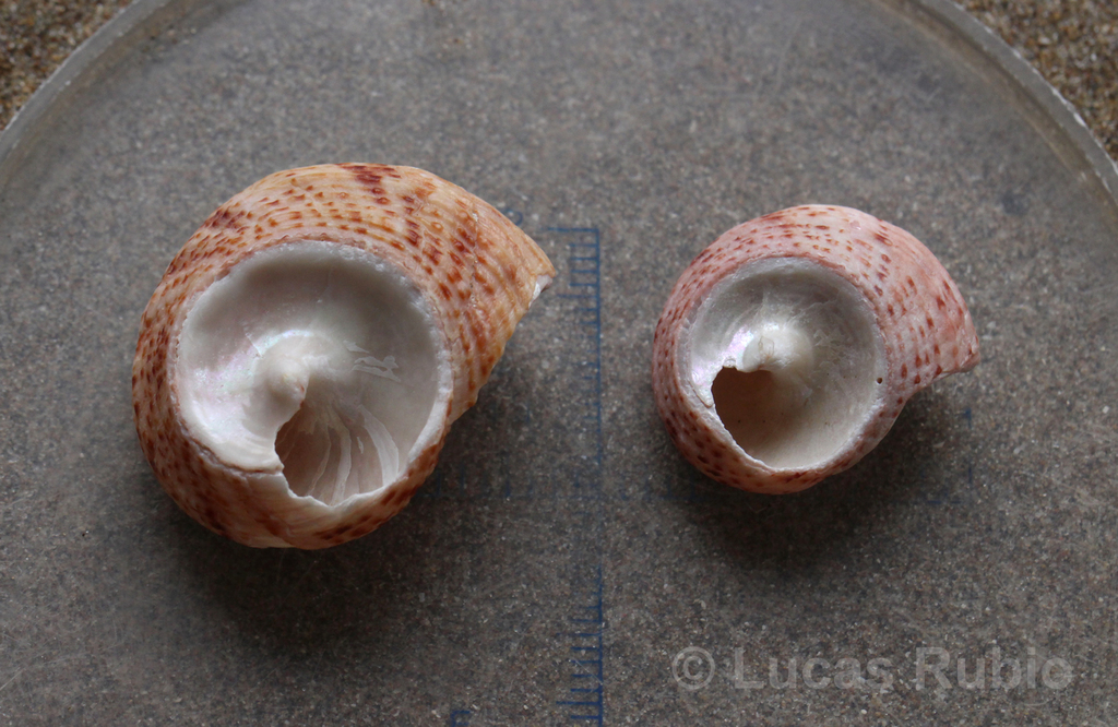 Neocalliostoma militare