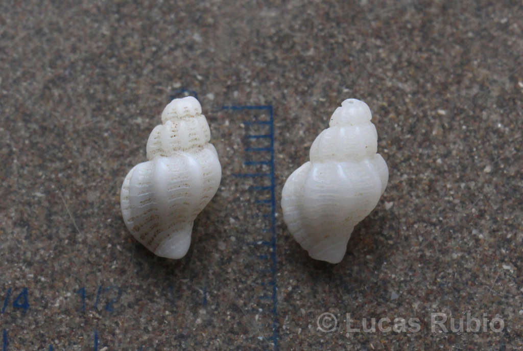 Urosalpinx cala