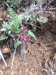 Astragalus shortianus