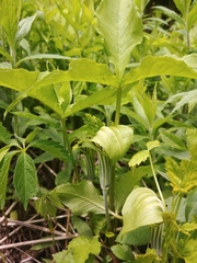 Arisaema stewardsonii