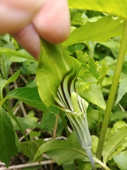 Arisaema stewardsonii