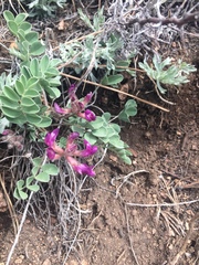 Astragalus shortianus