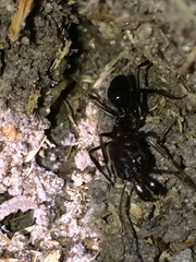 Odontomachus assiniensis