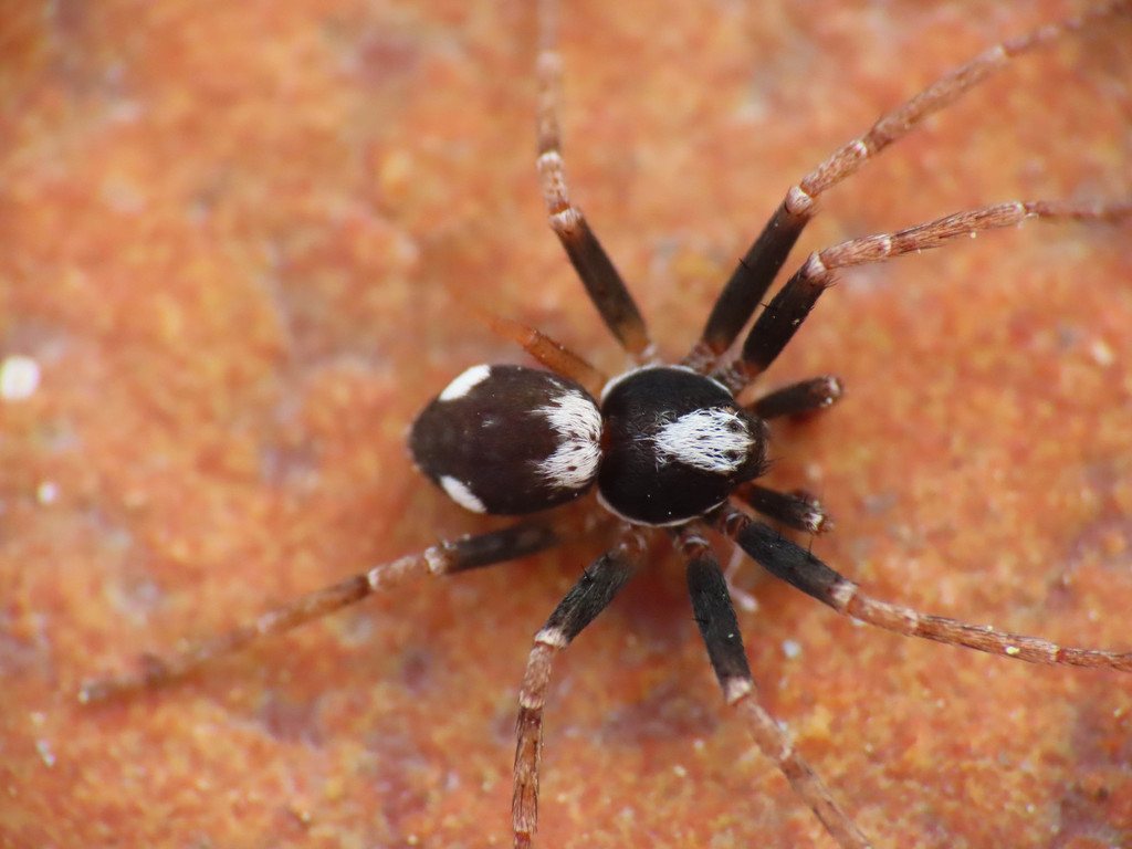 Two-spotted Beautiful Running Crab Spider