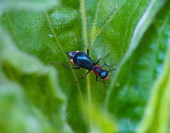 Cyrtosus cyanipennis