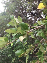 Paracyrtophyllus robustus