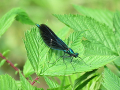 Calopteryx virgo