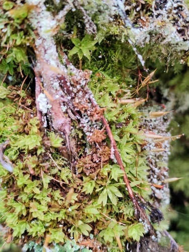 Fringed Extinguisher Moss (Encalypta ciliata)